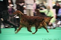 Crufts2011 593